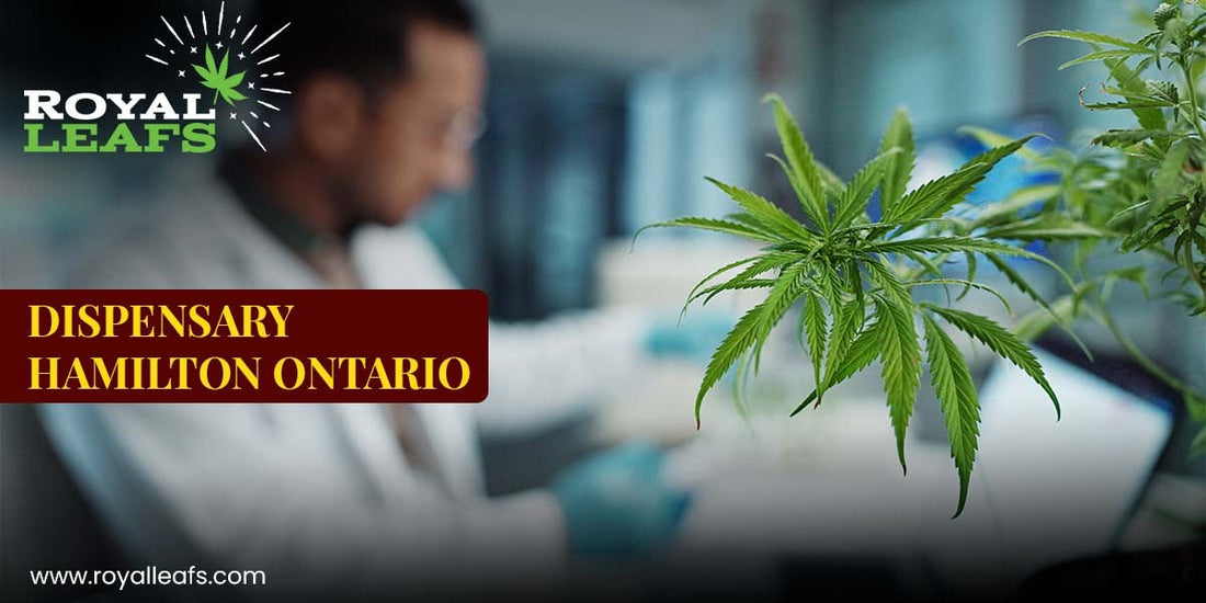 Exploring Cannabis Culture Through a Dispensary in Hamilton Ontario