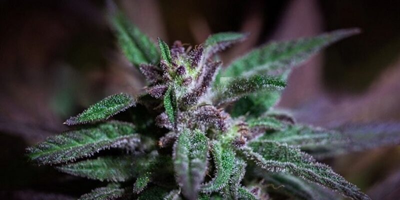 Explore the Best Indica Strains for a Relaxing Summer Experience