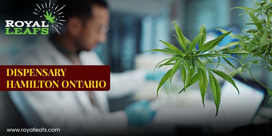 Exploring Cannabis Culture Through a Dispensary in Hamilton Ontario