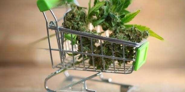 Advantages of Fast Same Day Weed Delivery Services for Modern Consumers!